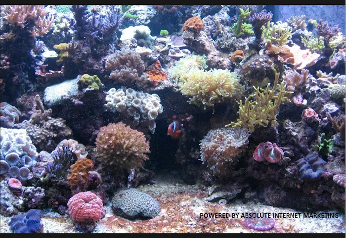 Barrier Reef Picture 3