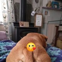 Bullville Animal Hospital ico