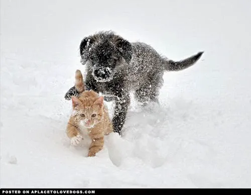Bullville Animal Hospital Picture 3