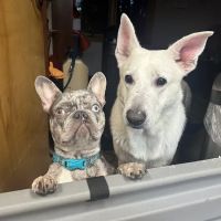 Pet Supermarket ico