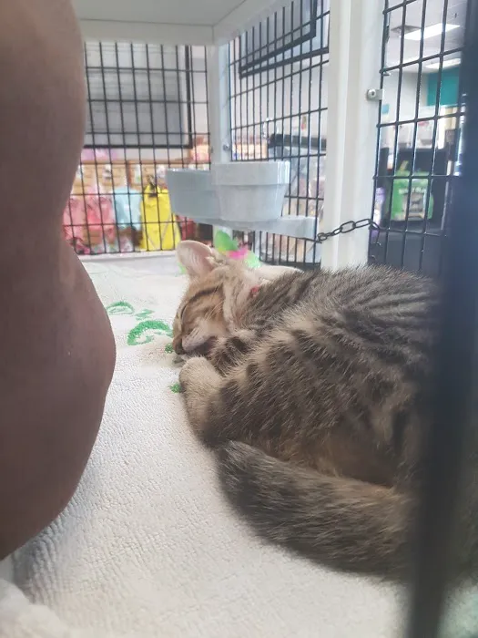 Pet Supermarket Picture 9