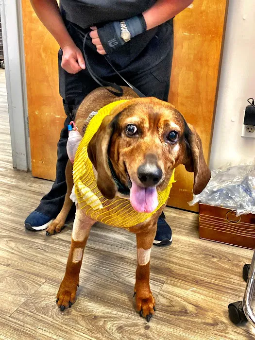 Catskill Veterinary Services, PLLC Picture 7