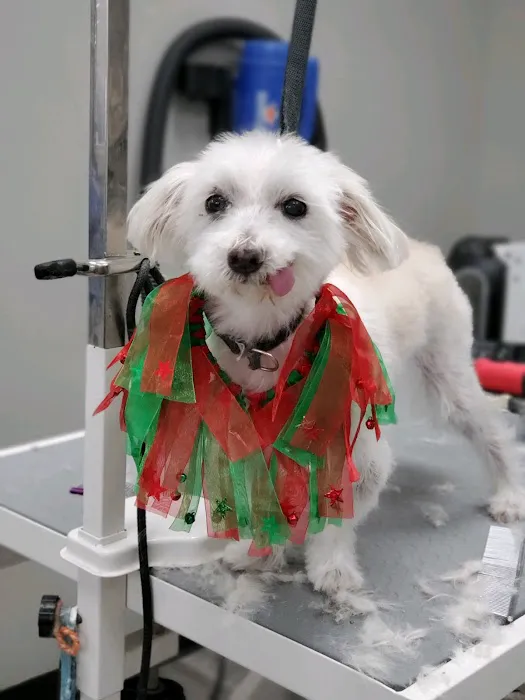 Pet Supermarket Picture 1
