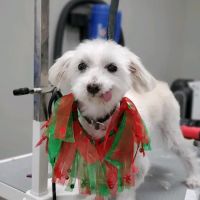 Pet Supermarket ico