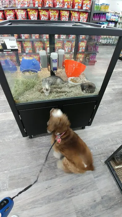 Pet Supermarket Picture 4
