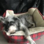 Eitan Houri DVM housecall veterinary services