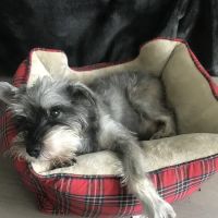 Eitan Houri DVM housecall veterinary services ico