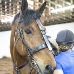 Pine Bush Equine Services and Veterinary Hospital