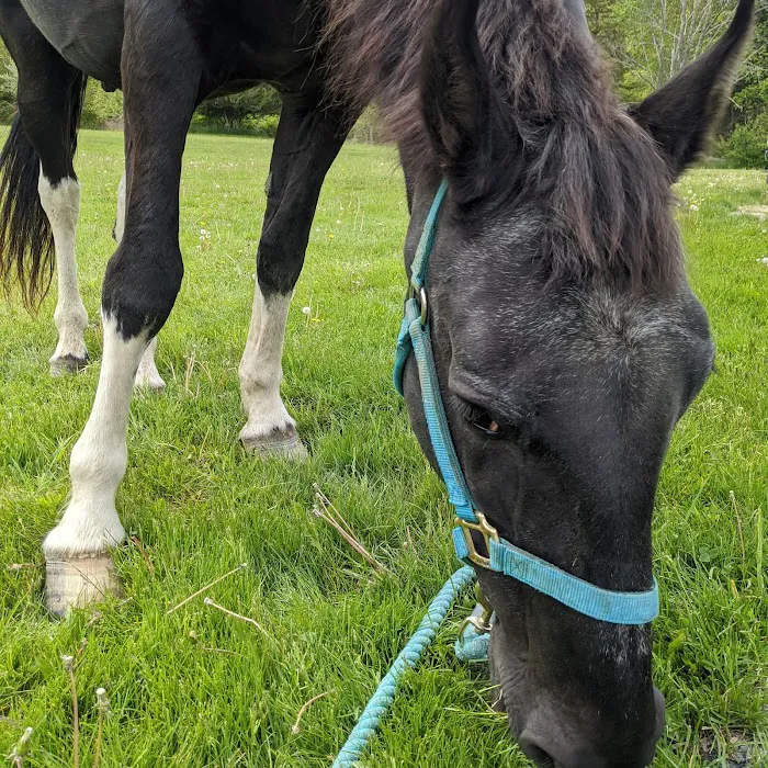Pine Bush Equine Services and Veterinary Hospital Picture 8