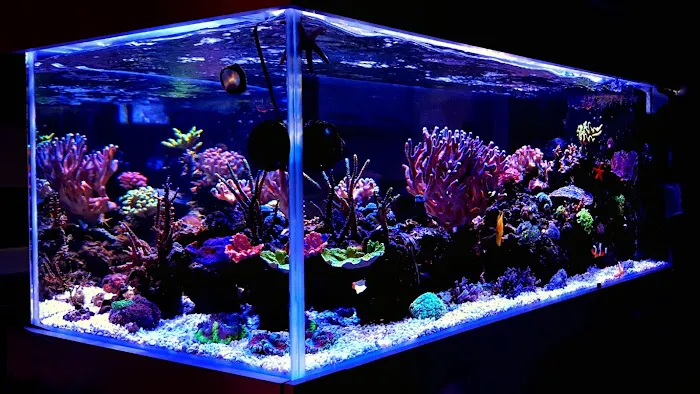 Custom Reef Aquarium Designs Picture 1