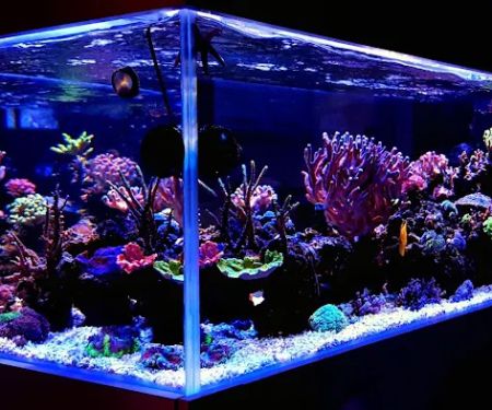 Custom Reef Aquarium Designs