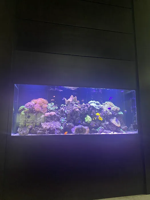 Custom Reef Aquarium Designs Picture 4