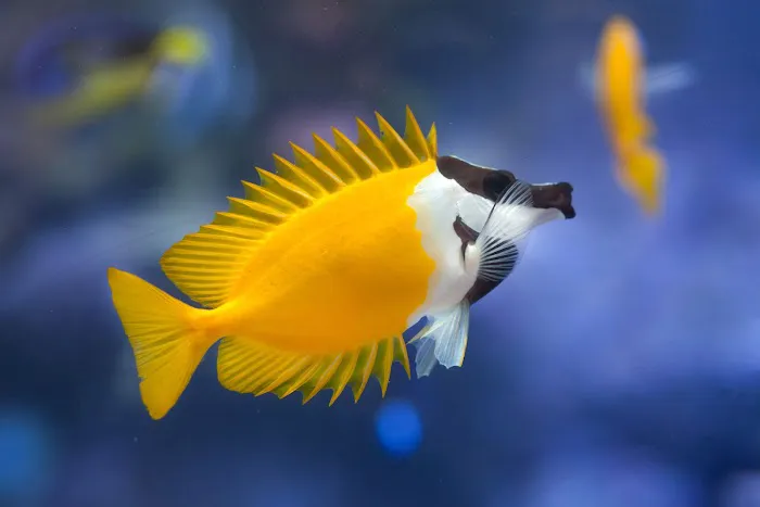 Custom Reef Aquarium Designs Picture 3