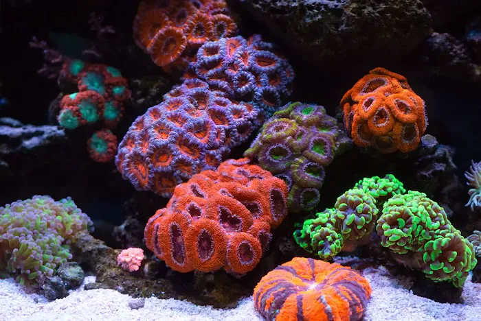 Custom Reef Aquarium Designs Picture 6