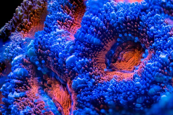 Custom Reef Aquarium Designs Picture 8