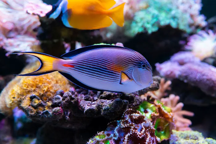 Custom Reef Aquarium Designs Picture 9