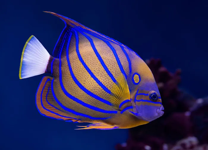 Custom Reef Aquarium Designs Picture 10