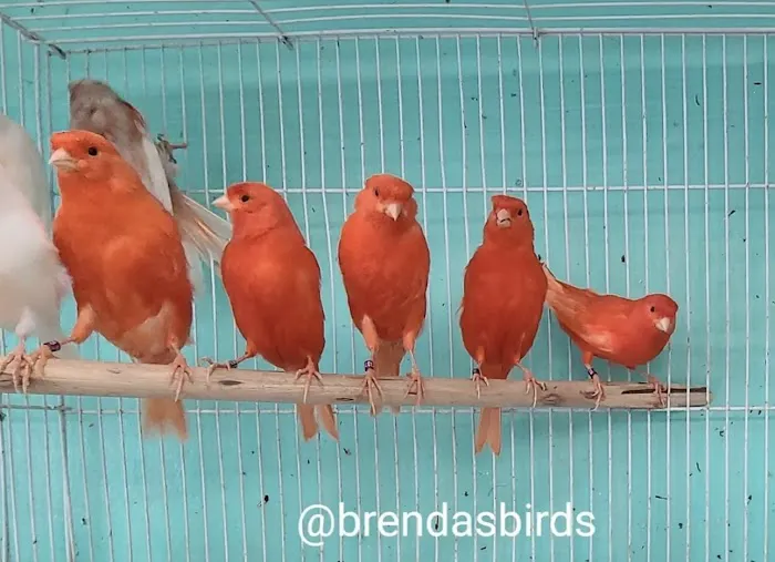 Brenda's Birds Picture 3