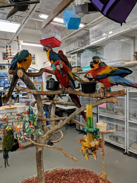 Brenda's Birds Picture 5