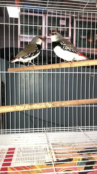 Brenda's Birds Picture 6