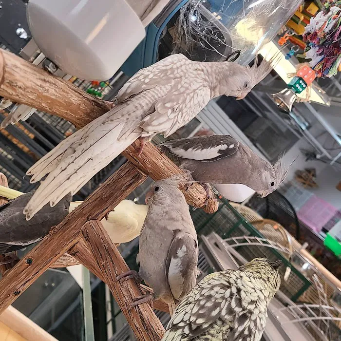 Brenda's Birds Picture 8