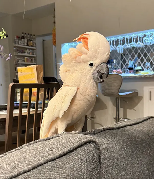 Brenda's Birds Picture 7