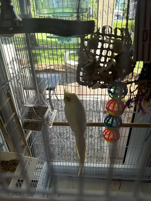 Brenda's Birds Picture 10