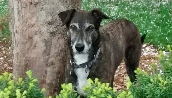 Otterkill Animal Hospital Picture 10