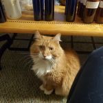 Central Valley Animal Hospital & Cat Veterinary Clinic