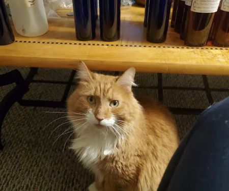 Central Valley Animal Hospital & Cat Veterinary Clinic