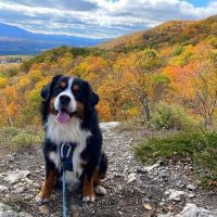 Cornwall Veterinary Hospital ico