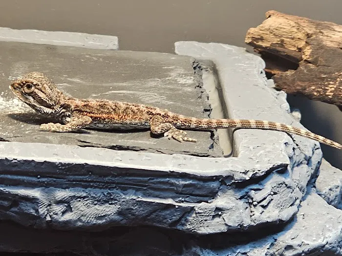 Big Apple Pet Supply Picture 2