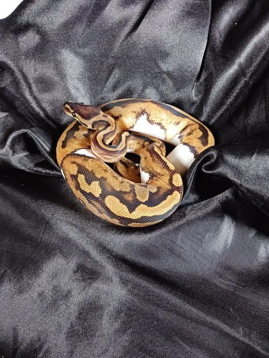 Big Apple Pet Supply Picture 6