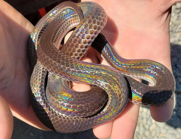 Big Apple Pet Supply Picture 4