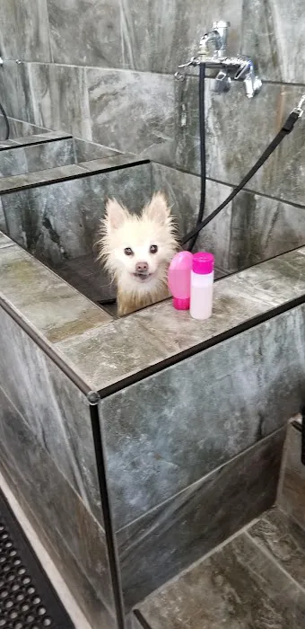 Pet Supermarket Picture 3