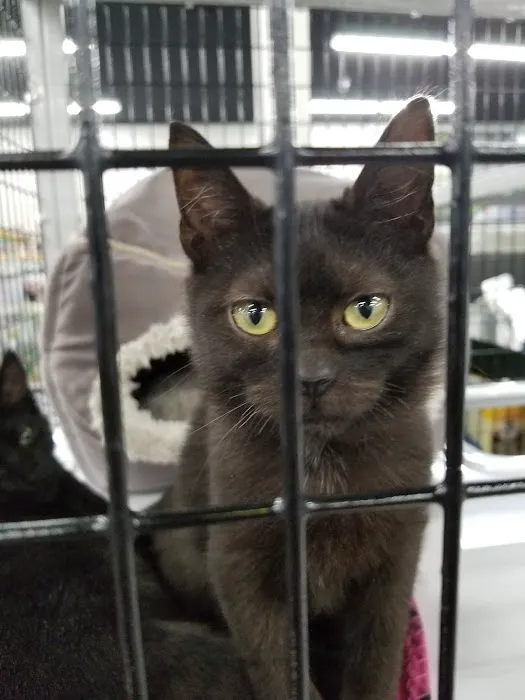Pet Supermarket Picture 7