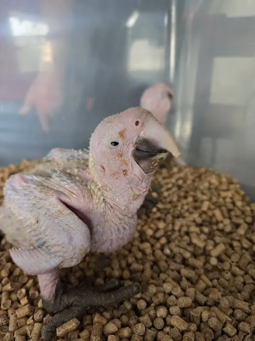 Brenda & Billy’s Aviary Picture 5