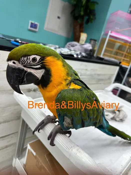 Brenda & Billy’s Aviary Picture 6