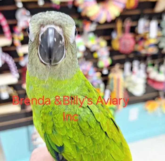 Brenda & Billy’s Aviary Picture 9