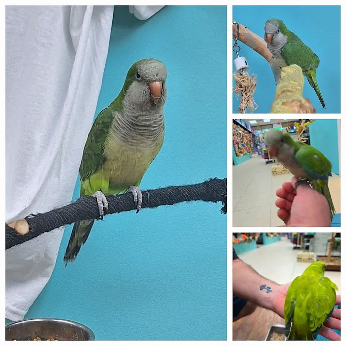 Brenda & Billy’s Aviary Picture 8