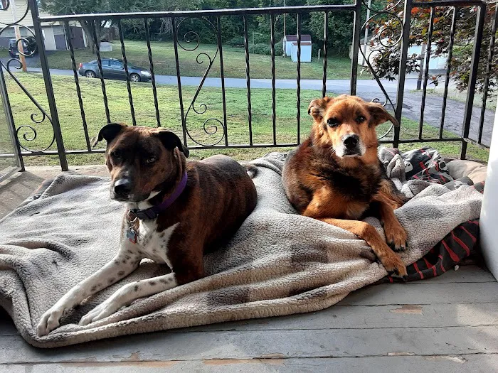 Old Forge Animal Hospital Picture 2