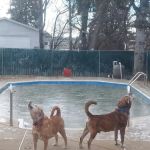Old Forge Animal Hospital