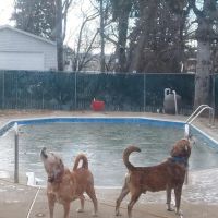Old Forge Animal Hospital ico