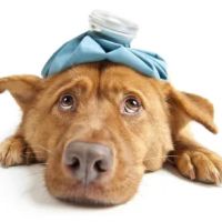 Endless Mountains Veterinary Center, PC ico