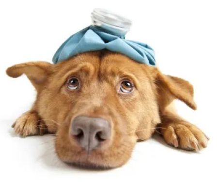 Endless Mountains Veterinary Center, PC