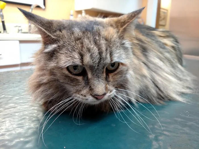 Endless Mountains Veterinary Center, PC Picture 4