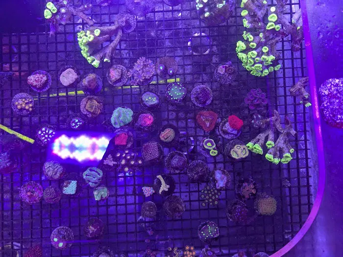 Delray Reef Shop Picture 8
