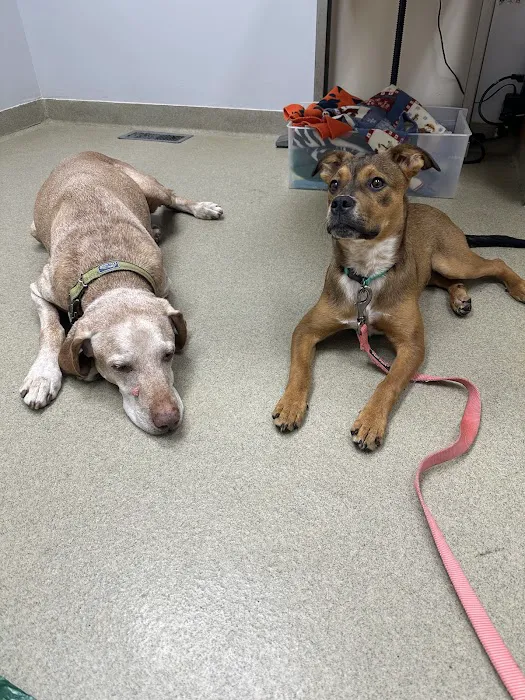 Mount Airy Animal Hospital Picture 1