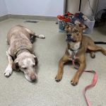 Mount Airy Animal Hospital