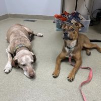 Mount Airy Animal Hospital ico